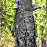 Bears trail - Woodpecker